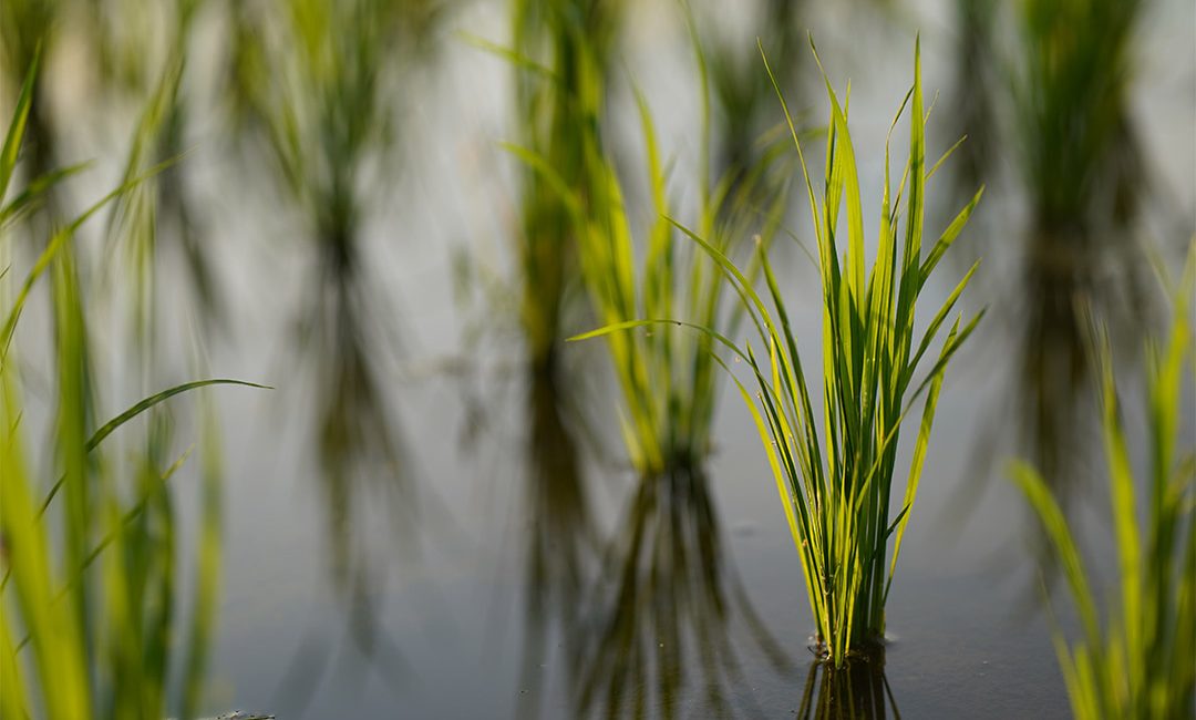 Max Indonesia - Tanaman Padi