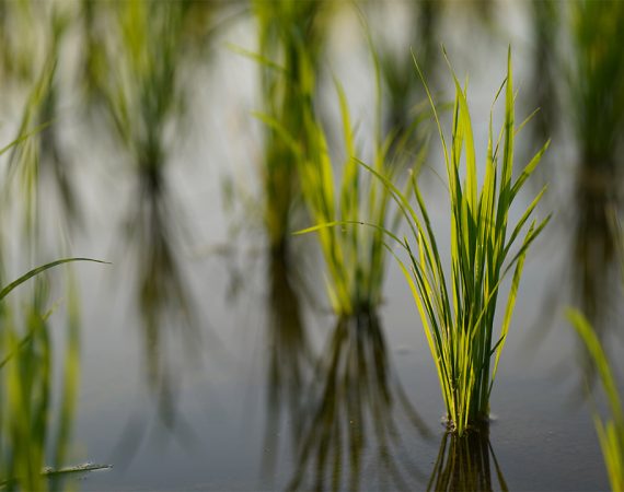 Max Indonesia - Tanaman Padi