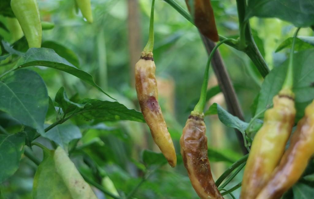 Max Indonesia - Busuk Buah pada tanaman cabai