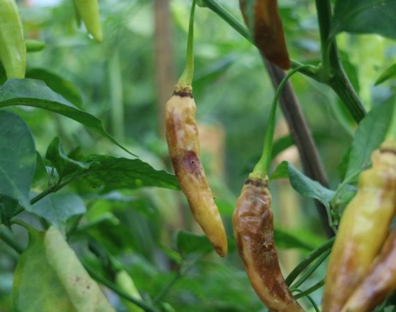 Max Indonesia - Busuk Buah pada tanaman cabai