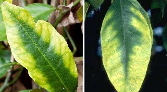 kekurangan Unsur Hara sumber : kabartani.com