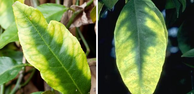 kekurangan Unsur Hara sumber : kabartani.com