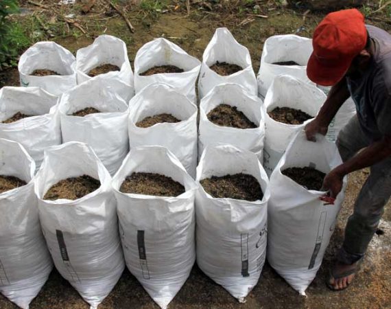 cara fermentasi pupuk kandang