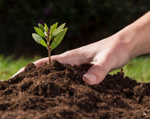 pengaruhnya ph tanah terhadap tanaman