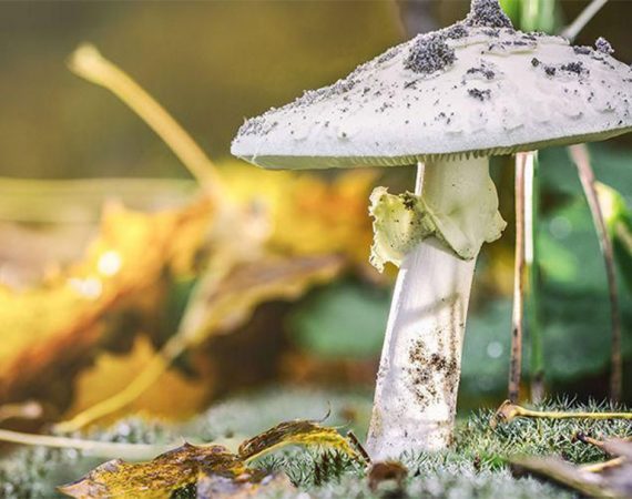 cara membedakan jamur beracun